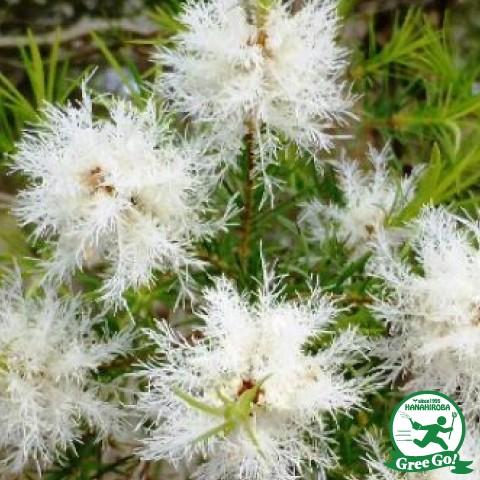 ◆送料無料◆ メラレウカ ティーツリー 苗 【メディカルティーツリー】 5号ポット苗 （ニーム小袋付...