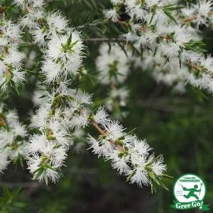 メディカルティーツリー 5号ポット : 日本ライン花木センターYahoo