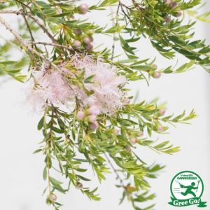 メディカルティーツリー 5号ポット : 日本ライン花木センターYahoo