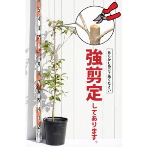 ◆訳あり 在庫処分◆ ◇強剪定済◇ ヤマボウシ...の詳細画像1