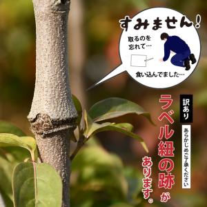 ◆訳あり 在庫処分◆ ◇強剪定済◇ ヤマボウシ...の詳細画像2