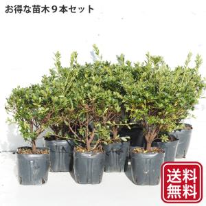 常緑低木 洋風 常緑樹の植木 庭木 の商品一覧 苗木 植木 花 ガーデニング 通販 Yahoo ショッピング