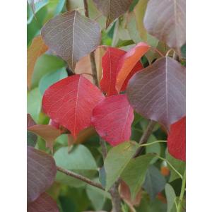 ナンキンハゼ 【南京黄櫨 （なんきんはぜ）】ポット苗