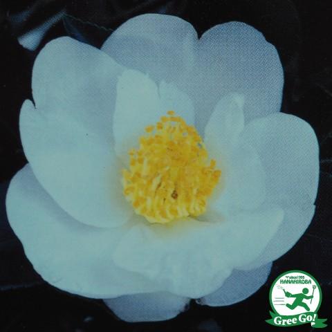 サザンカ 苗 【千代鶴（ちよづる）】 約0.7m 根巻き苗