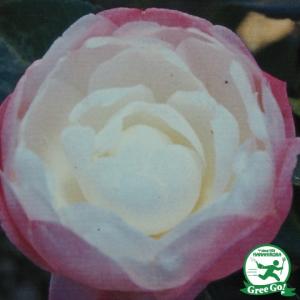 サザンカ 苗 【大和富士(やまとふじ)】 約0....の商品画像