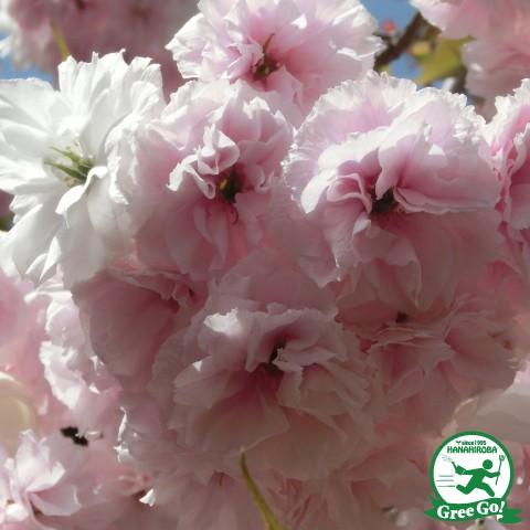 ◆送料無料◆ 桜 苗木 【 八重桜 普賢象 （ふげんぞう）】 1年生 接ぎ木苗 （ニーム小袋付き） ...