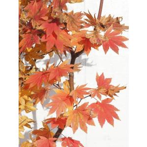 もみじ 苗木  ポット苗