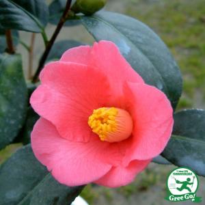 椿 ツバキの苗木 加茂本阿弥 かもほんなみ : 植物・園芸専門店 花育