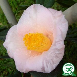 椿 白玉・しらたま 15cmポット（5号鉢）挿木苗【つばき 苗木 常緑 花木