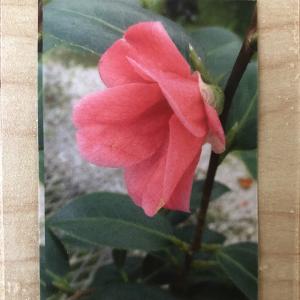 赤侘助椿 花 ガーデニング の商品一覧 通販 Yahoo ショッピング