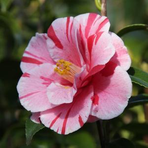 つばき　花芙蓉はなふよう　接木苗木５年生　６号 宅急便より鉢植えのまま発送 楽天市場】椿 苗 【花芙蓉（はなふよう）】 接木 白鉢植え 開花 2～4