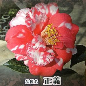 椿 苗木 接木苗 【利休 （りきゅう）一重咲き】 2年生 接ぎ木苗 : 苗木