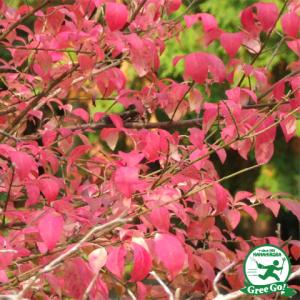 コマユミ 山錦木 (ヤマニシキギ) 苗木 里の木シリーズ : 苗木部 花