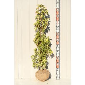 苗木の専門店 グリーンでgo 常緑ヤマボウシ Tall Tree 立木 Yahoo ショッピング