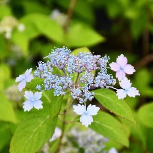 白樺 シラカバ ポット苗 里の木シリーズ : 苗木部 花ひろばオンライン