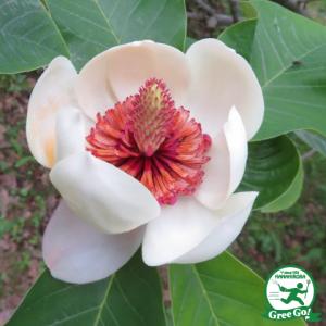 苗木の専門店 グリーンでgo モクレン マグノリア Tall Tree 立木 Yahoo ショッピング