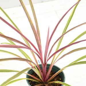 斑入り植物 庭木の商品一覧 通販 Yahoo ショッピング