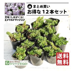 ◇送料無料◇ 芝桜 （シバザクラ） 苗 【モンブランホワイト】 3号