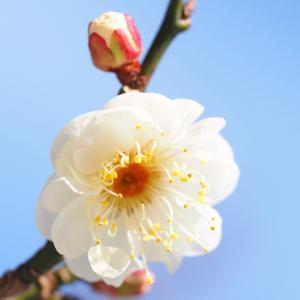 ◆送料無料◆ 花梅 苗 【玉牡丹 （たまぼたん）】 1年生 接木苗 （ニーム小袋付き） ※北海道・沖...