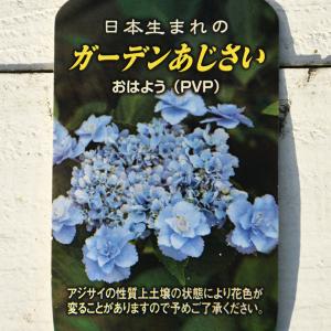 アジサイ 苗 【ガーデンアジサイ 星花火 （ほしはなび）】 幼苗 : 苗木