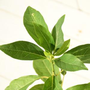 クロモジ （黒文字） 根巻き苗 : 苗木部 花ひろばオンライン - 通販