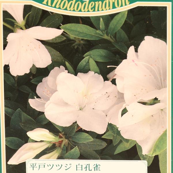 ◆送料無料◆ ツツジ 苗木 販売 【平戸ツツジ 白孔雀】 4号ポット苗 （ニーム小袋付き） ※北海道...