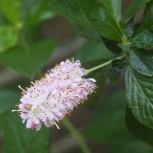 苗木の専門店 グリーンでgo アメリカリョウブ Shrub 灌木 Yahoo ショッピング