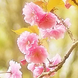 八重しだれ桜 （ ピンク ） 接ぎ木 4号鉢植え 八重紅枝垂 : 花と緑の