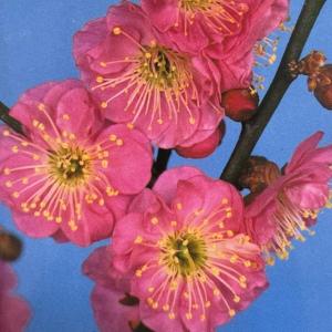 鹿児島紅梅 花梅 1年生接木 苗 : 苗木部 花ひろばオンライン - 通販