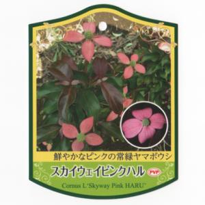 苗木の専門店 グリーンでgo ヤマボウシ Tall Tree 立木 Yahoo ショッピング