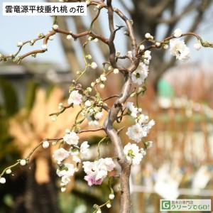 源平花桃 約2m 1本株 3色咲きの花桃 特大株 植木苗木 お買い得なお