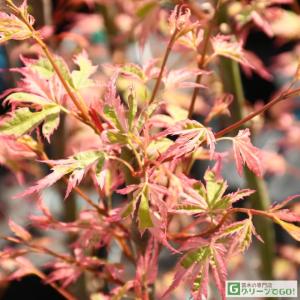 南高梅の木 約2m 規格販売品 特大株 大苗 植木 苗木 大実梅 花も