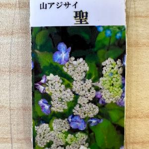 ヤマアジサイ「御厨の暁」3寸〜3.5寸苗 : 岩崎園芸ネットストア Yahoo