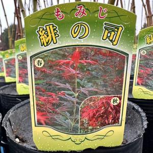 日本花キ流通 予約販売 もみじ 右近 12cmポット 接木苗 紅葉 モミジ
