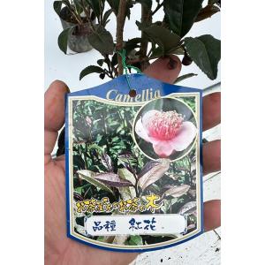 茶の木 苗 【お茶屋さんのお茶の木 紅花】 ポット苗の商品画像