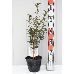 茶の木 苗 【お茶屋さんのお茶の木 紅花】 ポット苗の詳細画像1