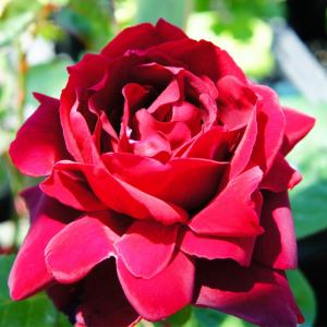 つるパパメイアン つるバラの商品一覧 通販 Yahoo ショッピング