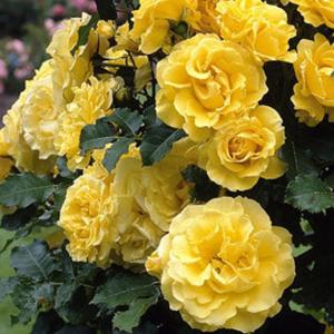 日陰に強いバラ 四季咲きつるバラ 花の苗 の商品一覧 苗 花 ガーデニング 通販 Yahoo ショッピング