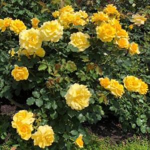 バラ 苗 栽培セット つるバラ ゴールドバニー Cl 繰り返し咲き 1年生 接ぎ木苗 栽培セット 専用土 化成肥料 スリット鉢付き Tn07 021t001 01 Sb 苗木の専門店 グリーンでgo 通販 Yahoo ショッピング