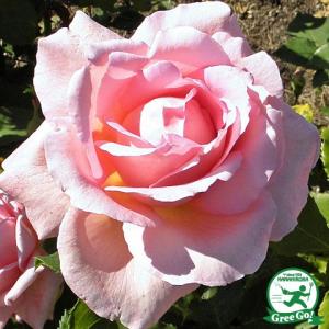 ◇開花後強剪定株 花芽なし◇ &lt;br&gt;バラ 苗 【つるバラ ティファニー (CL) 返り咲き】 1年生 接ぎ木 新苗