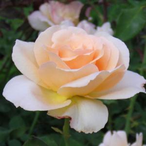 四季咲き大輪 B 選べる品種 2個セット （ 送料無料 ） 2年生接 ぎ木苗