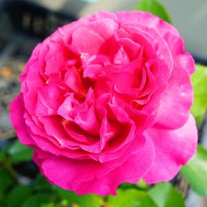 【専用】イヴスプラッシュ&ウィザード&アブラカタブラ バラ苗 薔薇 苗 バラ 苗 【イヴ ピアッチェ (HT) 大輪 四季咲き】 2年生 接ぎ木 大苗