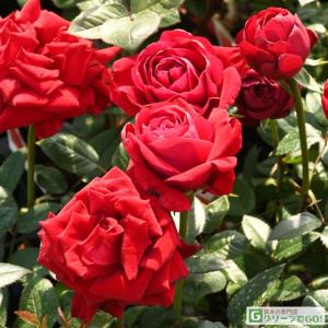 四季咲き強香バラ ブルーインパルス 2年生大苗 : 苗木部 花ひろば