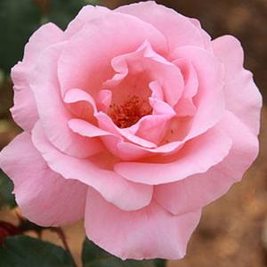 四季咲き花木 花 ガーデニング の商品一覧 通販 Yahoo ショッピング