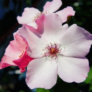 四季咲き花木 花 ガーデニング の商品一覧 通販 Yahoo ショッピング