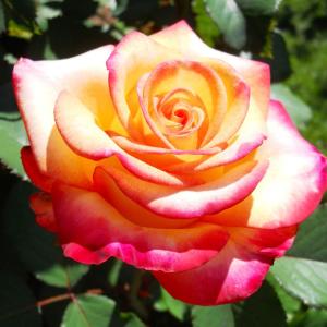 バラ 苗 京成 【恋いづな （FL） ［登録品種］ 中輪 四季咲き】 2年生