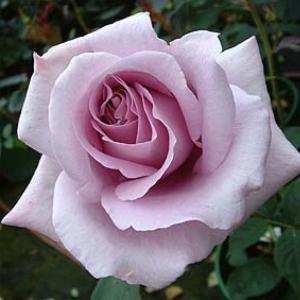 バラ 苗 京成 【るる (FL) 中輪 四季咲き】 2年生 接ぎ木 大苗 : 苗木