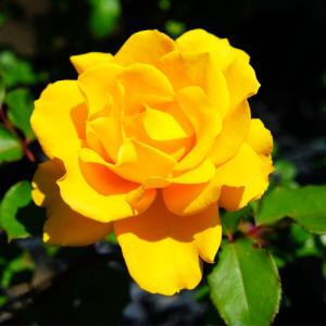 四季咲き花木 花 ガーデニング の商品一覧 通販 Yahoo ショッピング