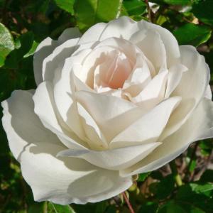 四季咲き花木 花 ガーデニング の商品一覧 通販 Yahoo ショッピング