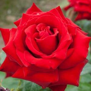 バラ 苗 京成 【るる (FL) 中輪 四季咲き】 2年生 接ぎ木 大苗 : 苗木